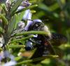Xylocopa violacea